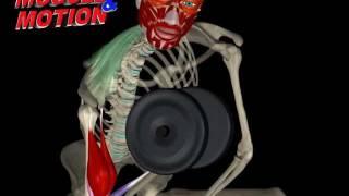 Dumbbell Concentration Curl | 3D Anatomy