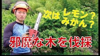 畑の隅に生えてる木を伐採！小型チェーンソーが大活躍【前編】