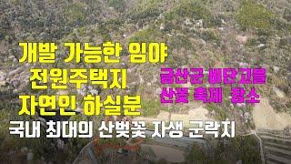 매물309번. 금산군 군북면 국내 최대의 산벚꽃 자생 군락지 임야 전원주택지 자연인 토지로 좋음