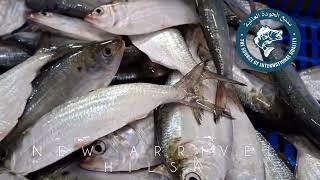Hilsa Fish Journey: From Fresh Catch to Premium Export
