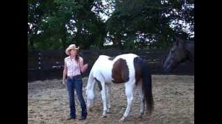 How to help the Scared, Distrustful Horse during Round Pen, Liberty