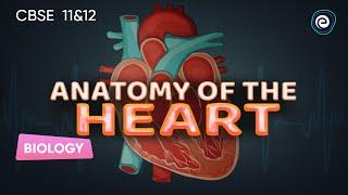 Anatomy of the Heart I Biology | CBSE Class 12 | Embibe: Achieve CBSE Class 11&12