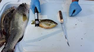 "Bookin a Bream" How to clean a bluegill #lazypondfarm Fish & Hunt