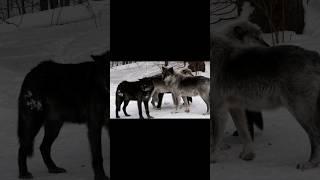 Canadian Black Timber Wolves pack meeting winter time 2023  shorts