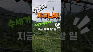 텃밭 자두나무 2년차~~ 수세가 약할 때 급 처방~!!  원인을 찾아 수세 회복 시킵니다 #자두나무 #자두 #자두나무키우기