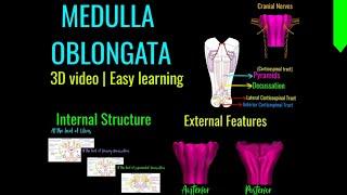 MEDULLA OBLONGATA | NEUROANATOMY