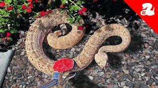 This Common Bush Attracts Rattlesnakes ... Is It In Your Yard?