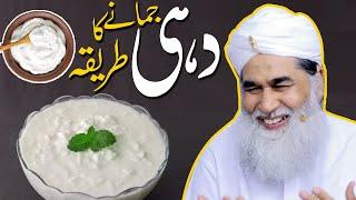 Dahi Jamane ka Tarika Maulnaa Ilyas Qadri How to Make Dahi in Urdu | #dahi #maulanailyasqadri #milk