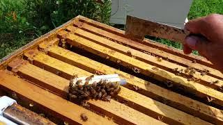 What to do before you release your purchased mated honey bee Queen.