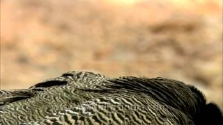 A closer glimpse of the Majestic Indian Peacock of Sariska