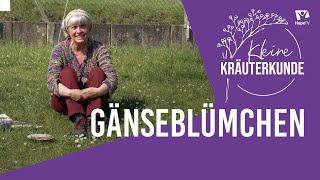 Gänseblümchen | Kleine Kräuterkunde mit Ruth Pfennighaus