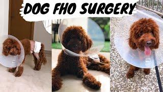 Puppy’s FHO Surgery & Recovery (First 2 Weeks) | Femular Head Ostectomy