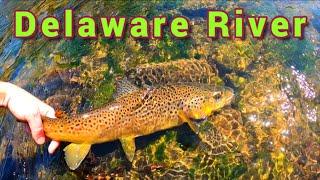 Fly Fishing The HENDRICKSON HATCH For BIG TROUT | Delaware River (Catskills)