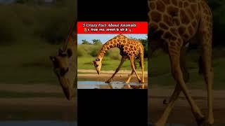 Top 5 Crazy Fact About Animals #facts #trendingshorts #factshorts #factvideo