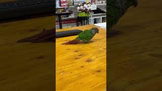 Funny parrot   #theweeraes #parrot #funnyparrot #tamedparrot