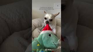 Don’t mess with a chihuahua