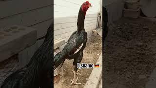 Huge oshamo        #bird #fight #love #shamo #chicken #دجاج #hen #nature #aseel #rooster #viral