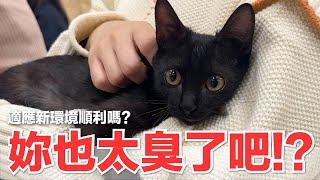 【好味小姐】妳也太臭了吧！？適應新環境順利嗎？｜好味貓日常248