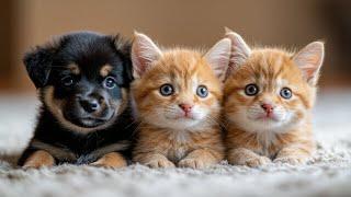 Cute kitten and puppy