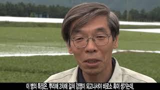 명작 액상수화제(배추 뿌리혹병 방제약제)-Amisulbrom SC