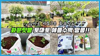 상토포대에 밭작물을 심으면 대박?? 화분텃밭에 다이소 비료 3종 효과실험 SRART!!