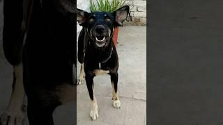 "Aggressive Dog Barking | Real Sound Warning!"#aggressivedog #dogbehavior