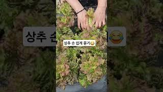 상추 쉽게 뜯기  #상추 #주말농장 #건강한먹거리 #감사한하루