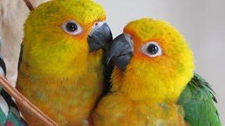 9 week old Baby Jenday Conure Parrots -- Rainbow Parrots Aviary