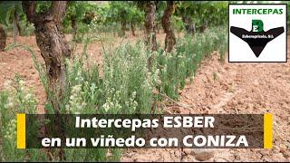 Intercepas ESBER en un viñedo con coniza