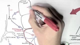 Gastric Acid Physiology (Secretion, Ulcers, Acid Reflux and Treatment)