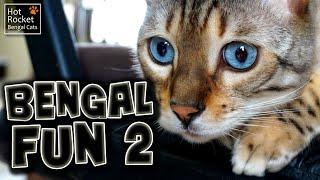 Bengal cat fun 2 – playing, fighting, straws & tents!