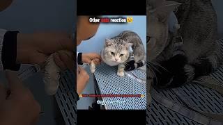 Cat reaction️#sigma #sigmamale #sigmarule #troll #trollface #aura #disaster #ytshorts