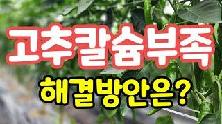 고추칼슘부족 칼슘부족현상  해결방법은?  [고추칼슘부족해결책]