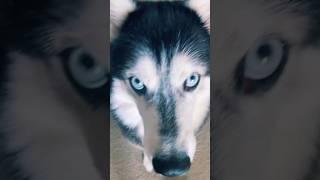 Huskies dog king attitude video #shortvideo @MixAnimal 7L