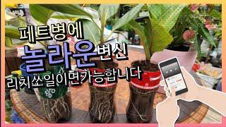 페트병에 놀라운 변신.리치쏘일이면 가능합니다