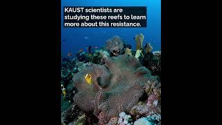 Northern Red Sea reefs resist bleaching in warming seas