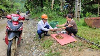 Harvest forest fruits to sell and meet a kind engineer