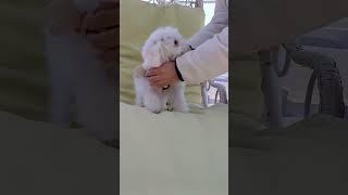 춘밤이랑 첫 캠핑 여행 (First camping trip with Chunbam)