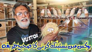 HOW TO MAKE NESTING IN THE JAVA SPARROW BOX ? BEST BIRDS OF PAKISTAN