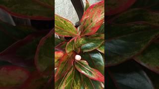 Top 5 defferent veriety of aglaonema#youtube#gardeningidea #shortsvideo