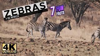 Zebras: Seven fun facts you need to know! #wildlife