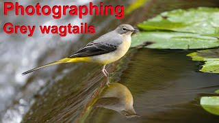 Grey wagtails with the OM-1 Mk2 and 150-400mm lens. I also try the Atmos Ninga 5 to record footage.