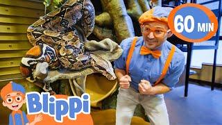 Blippi's Zoo Adventure: Feeding and Playing with Animals! - Blippi | Educational Videos for Kids