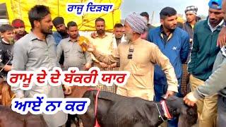 ਰਾਮੂ ਦੀ ਬੱਕਰੀ ਦਾ ਸੌਦਾ ਟਾਪ ਕੁਆਲਟੀ ਰਾਜੂ ਕਰਾਓਂਦਾ  ਸੌਦਾ #rajudirba #tungwalibakramandi #vairalvideo