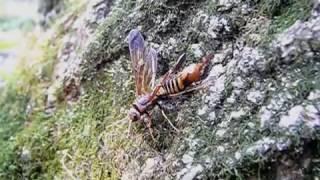 Tremex columba ovipositing & disturbed