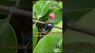 Ardisia elliptica: Kili njaval plant: www.ruelliabioinnovations.com