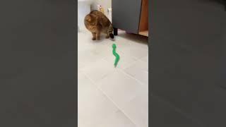 snake versus cat funny video