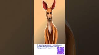 Ten interesting   facts about Kangaroo