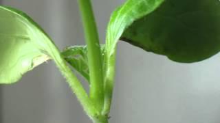 5-day Time-Lapse of growing plants