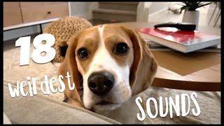 18 WEIRDEST sounds a beagle makes